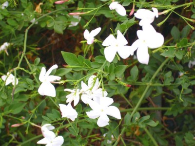 Plantzoin Jasmine Plant(Pack of 1)