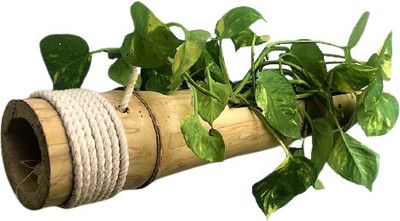 YC YUVI CREATIONS Hanging Planter Made of Bamboo Plant Container Set(Wood)