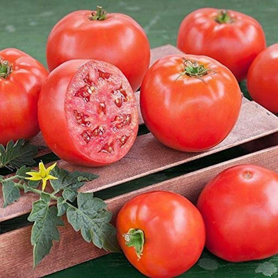 CYBEXIS Ratna Hybrid Tomato2000 Seeds Seed(2000 per packet)