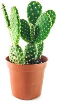 greengrow Barrel Cactus Plant(Pack of 1)