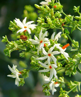 Ukanda Jasmine Plant(Hybrid, Pack of 1)