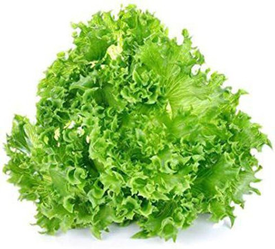 XOLDA Lettuce Grand Rapids Seed(20 per packet)