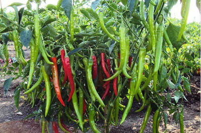 Menpulam Chilli Green Seed(50 per packet)