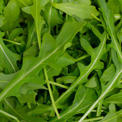 XOLDA Rocket Salad Leaf Seed(45 per packet)