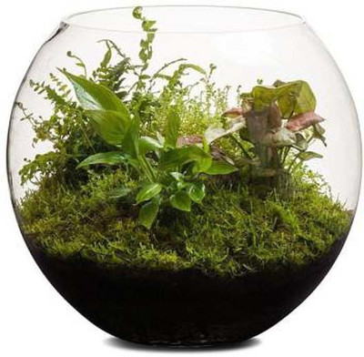 KAPDOLIYAS 3.5 L Fish Bowl