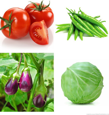 XOLDA Tomato Greenchilli Brinjal Cabbage combo Seed(20 per packet)