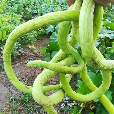 LYRS Long Green Kakdi / Long Melon Seed- 15 Seed(15 per packet)