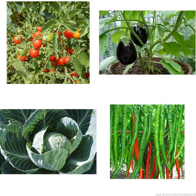 XOLDA Tomato Greenchilli Brinjal Cabbage combo Seed(30 per packet)