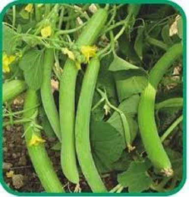 LRYS Imported Hybrid Kakri / Long Melon Seed- 50 Seed(50 per packet)