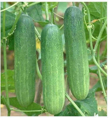 Qausain Cucumber Seeds Seed(50 per packet)