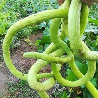 V Seed Long Melon Kakdi Seeds- 200 Seed(200 per packet)