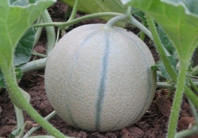 Poches Muskmelon Fruit Seed(30 per packet)