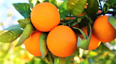 Klone Sweet Lemon (Mosambi) Seeds Seed(20 per packet)