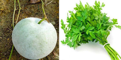 xcentax ASH GOURD, PARSLEY LEAVES Seed(15 per packet)