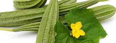 V Seed Organic Tori / Ridge Gourd Seed Seed(25 per packet)