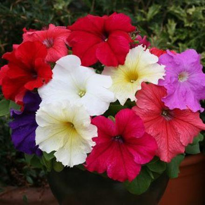 CYBEXIS Petunia Super Grandiflora Seeds Mixed Pack Seed(1 g)