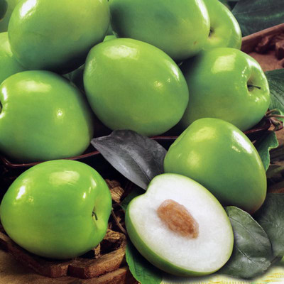 APOSOLUARD Ber Apple Plant(Hybrid, Pack of 1)