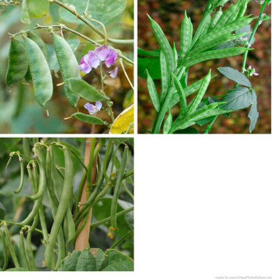 ginnienterpris Dolichos-Beans-Clusterbeans combo pack Seed(170 per packet)