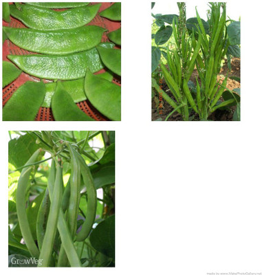 XOLDA Dolichos-Beans-Clusterbeans combo pack Seed(25 per packet)