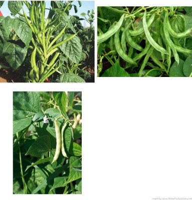 seedagro Dolichos-Beans-Clusterbeans combo pack Seed(35 per packet)