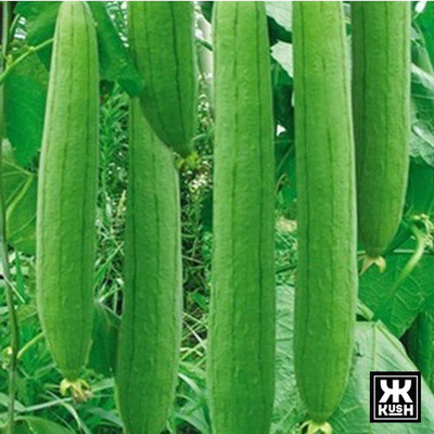 KUSH Spong Gourd Seeds Seed(10 per packet)