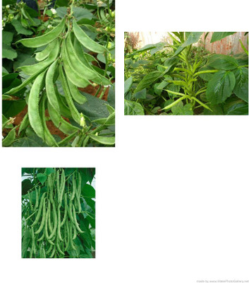 seedagro Dolichos-Beans-Clusterbeans combo pack Seed(35 per packet)