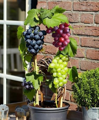 ABEFARIYA Grape Plant(Hybrid, Pack of 1)