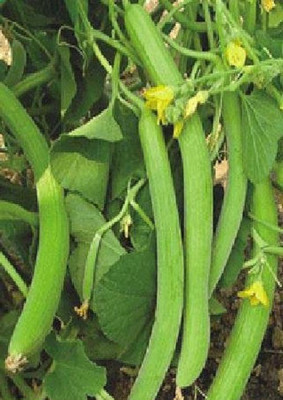 LRYS Hybrid F1 Kakri / Long Melon Seed- 120 Seed(120 per packet)