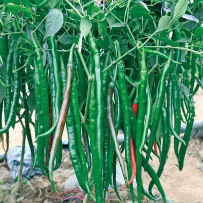 ALPINE HYBRIDE SEEDS CHILLI (MIRCHI) Seed(50 per packet)