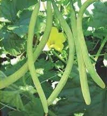 LRYS Kakri / Long Melon Seed- 20 Seed(20 per packet)