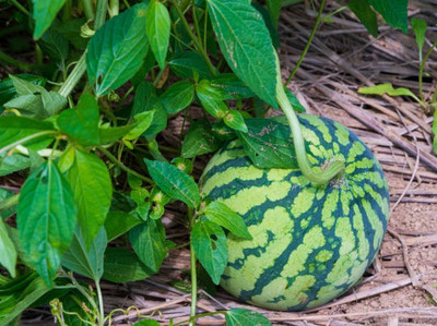 Platone Watermelon Seed(40 per packet)