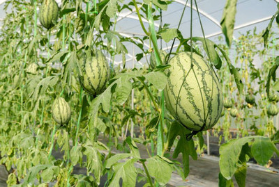 Corofitam Watermelon Seed(40 per packet)
