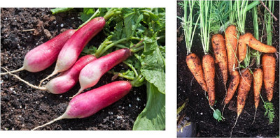 Mozette Radish and Carrot combo pack Seed(38 per packet)