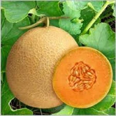 LYRS Durgapur Madhu Kharbuj / Musk Melon Seed- 90 Seed(90 per packet)