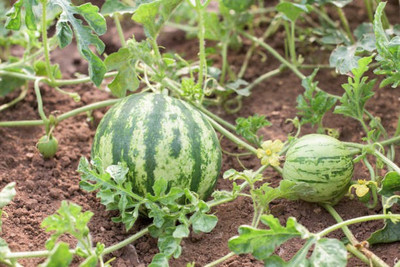 Corofitam Watermelon Seed(20 per packet)