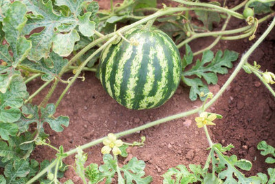 Corofitam Watermelon Seed(25 per packet)
