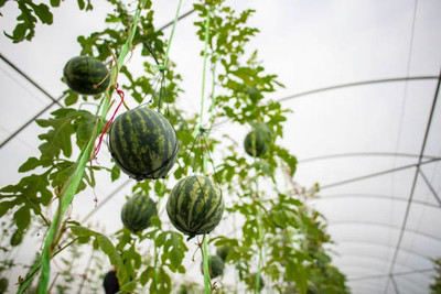 Platone Watermelon Seed(15 per packet)