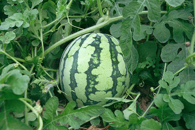 Platone Watermelon Seed(10 per packet)