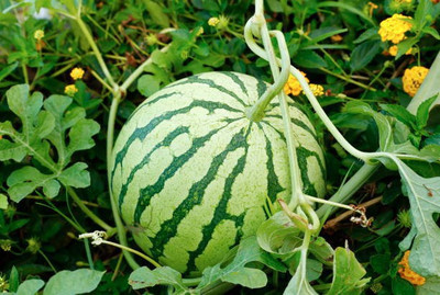 Corofitam Watermelon Seed(15 per packet)