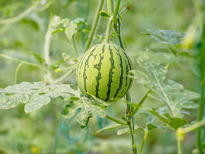 The Entacloo Watermelon Seed(30 per packet)