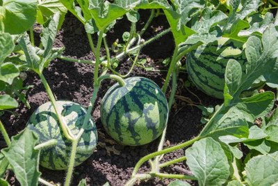 Corofitam Watermelon Seed(25 per packet)