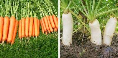Mozette Radish and Carrot combo pack Seed(35 per packet)