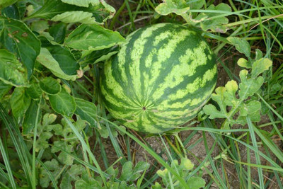 Corofitam Watermelon Seed(30 per packet)