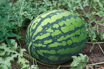Corofitam Watermelon Seed(15 per packet)