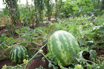 Corofitam Watermelon Seed(35 per packet)