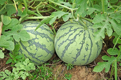 Corofitam Watermelon Seed(30 per packet)