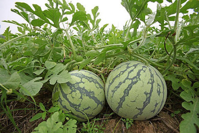 Corofitam Watermelon Seed(30 per packet)