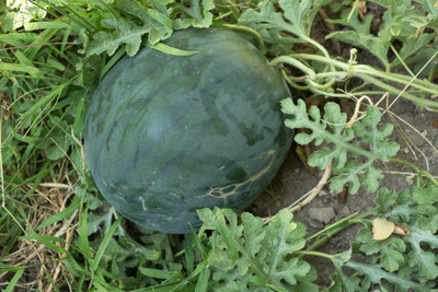 Platone Watermelon Seed(50 per packet)