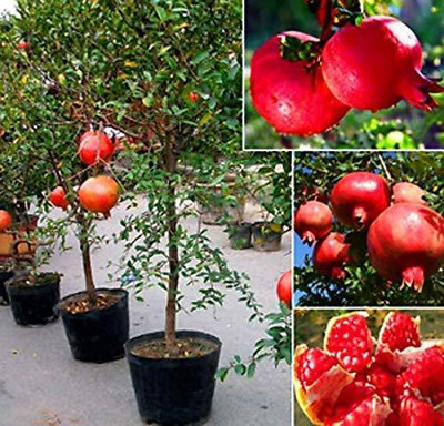 CYBEXIS TLX-7 - Turkey Giant Pomegranate - (30 Seeds) Seed(30 per packet)