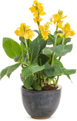 DAIVISH Canna Lily Plant(Pack of 1)